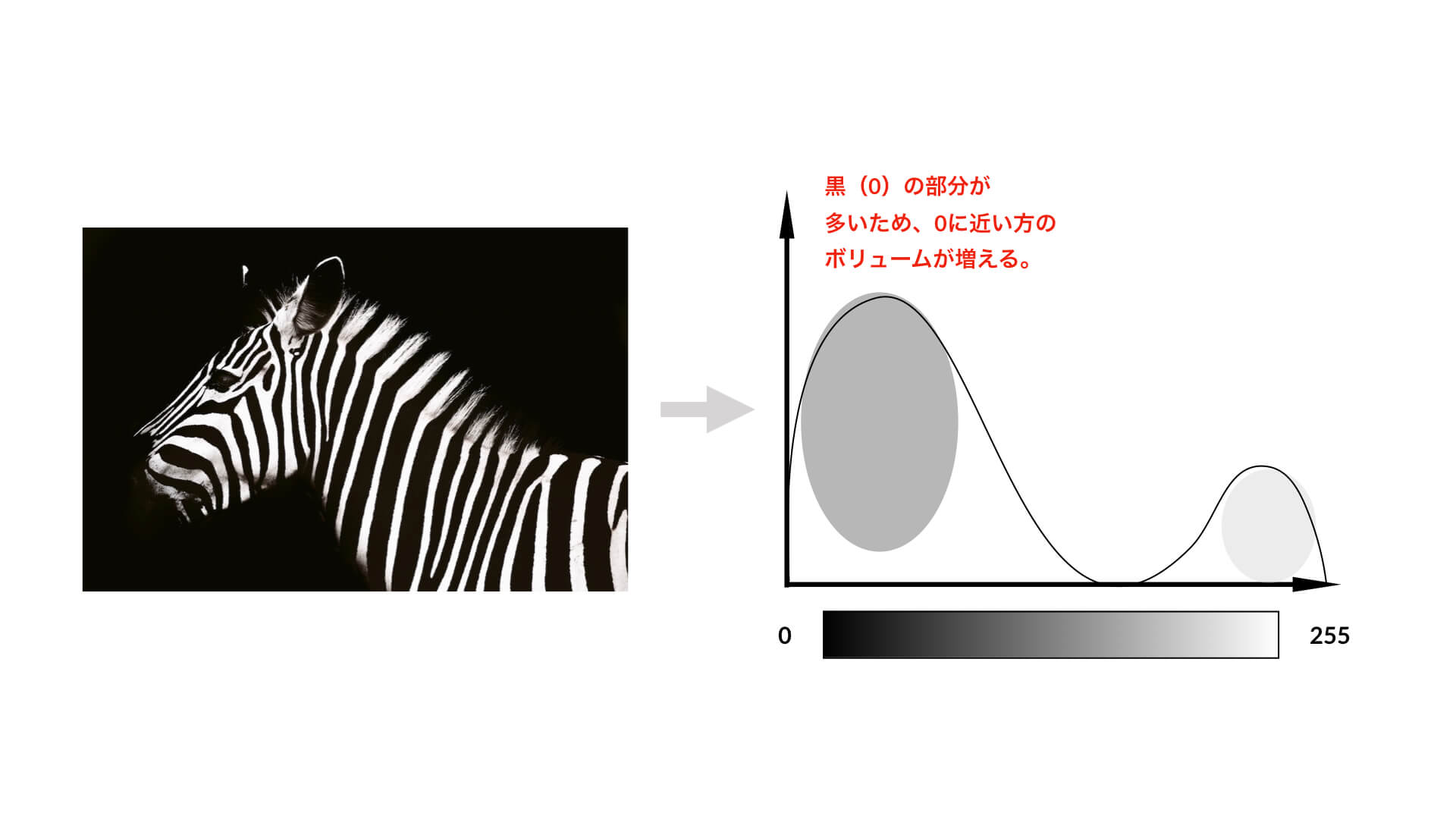 A Histogram of the Zebra Image